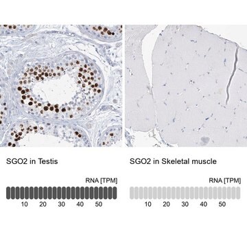 Anti-SGO2 antibody produced in rabbit Prestige Antibodies&#174; Powered by Atlas Antibodies, affinity isolated antibody, buffered aqueous glycerol solution