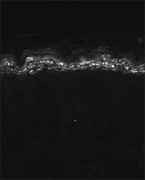 Monoclonal Anti-KCNA5 antibody produced in mouse clone S7-45, 1&#160;mg/mL, purified immunoglobulin