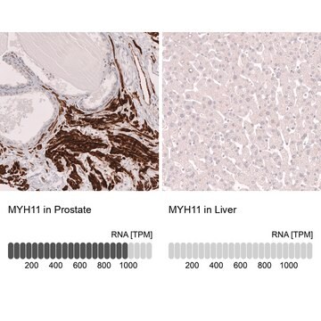 Monoclonal Anti-Myh11 Antibody Produced In Mouse Prestige Antibodies&#174; Powered by Atlas Antibodies, clone CL14619, affinity isolated antibody, buffered aqueous glycerol solution