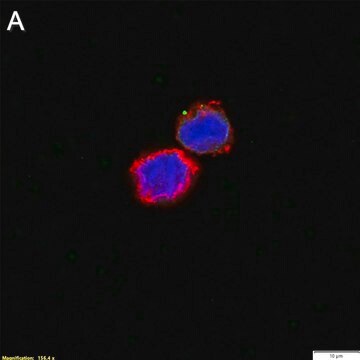 Anti-ssDNA Antibody, clone 16-19 ZooMAb&#174; Mouse Monoclonal recombinant, expressed in HEK 293 cells