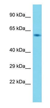 Anti-Usp21 (N-terminal) antibody produced in rabbit affinity isolated antibody