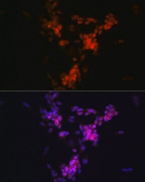 Anti-CHAT antibody produced in rabbit