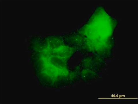 Monoclonal Anti-PRKCD antibody produced in mouse clone 2E12, purified immunoglobulin, buffered aqueous solution