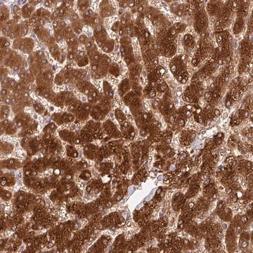 Anti-GSTA1 antibody produced in rabbit Prestige Antibodies&#174; Powered by Atlas Antibodies, affinity isolated antibody, buffered aqueous glycerol solution