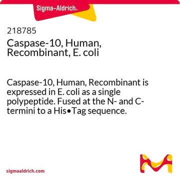 Caspase-10, Human, Recombinant, E. coli Caspase-10, Human, Recombinant is expressed in E. coli as a single polypeptide. Fused at the N- and C- termini to a His&#8226;Tag sequence. Undergoes spontaneous autoprocessing to yield the active enzyme.