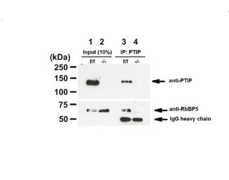 Anti-PAXIP1 from rabbit