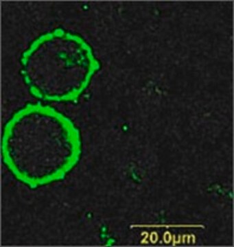 Anti-Purinergic Receptor P2X7 (extracellular)&#8722;FITC antibody produced in rabbit affinity isolated antibody, lyophilized powder