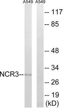 Anti-NCR3 antibody produced in rabbit affinity isolated antibody