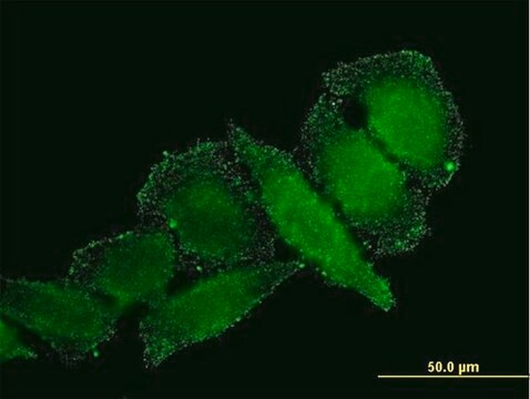 Monoclonal Anti-IL1B antibody produced in mouse clone 2E8, purified immunoglobulin, buffered aqueous solution