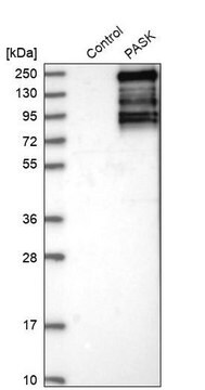 Anti-PASK antibody produced in rabbit Prestige Antibodies&#174; Powered by Atlas Antibodies, affinity isolated antibody, buffered aqueous glycerol solution