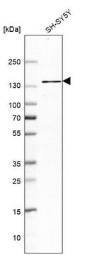 Anti-ULK2 antibody produced in rabbit Prestige Antibodies&#174; Powered by Atlas Antibodies, affinity isolated antibody, buffered aqueous glycerol solution