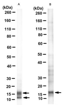 Anti-Myelin Proteolipid Protein Antibody