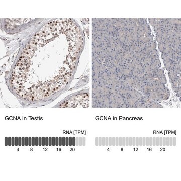 Anti-GCNA antibody produced in rabbit Prestige Antibodies&#174; Powered by Atlas Antibodies, affinity isolated antibody, buffered aqueous glycerol solution