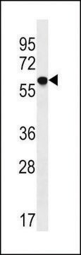 ANTI-TM9SF2(N-TERMINAL) antibody produced in rabbit affinity isolated antibody, buffered aqueous solution