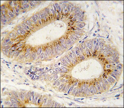 Anti-MARS2 (C-term) antibody produced in rabbit saturated ammonium sulfate (SAS) precipitated, buffered aqueous solution