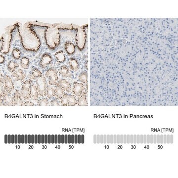 Anti-B4GALNT3 antibody produced in rabbit Prestige Antibodies&#174; Powered by Atlas Antibodies, affinity isolated antibody, buffered aqueous glycerol solution