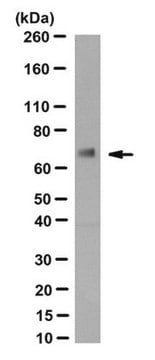 Anti-ZBTB7A Antibody, clone 13E9 clone 13E9, from hamster(Armenian)