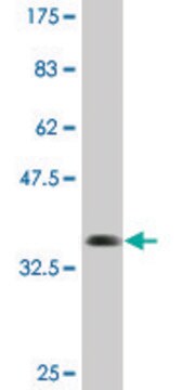 Monoclonal Anti-TNRC6B antibody produced in mouse clone 3G11, purified immunoglobulin, buffered aqueous solution