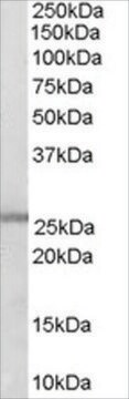 Anti-GSTM1/GSTM2 antibody produced in goat affinity isolated antibody, buffered aqueous solution