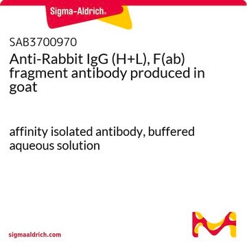 Anti-Rabbit IgG (H+L), F(ab) fragment antibody produced in goat affinity isolated antibody, buffered aqueous solution