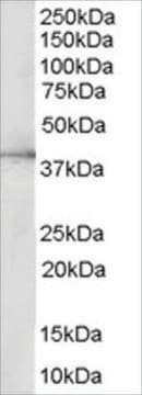 Anti-ERK2/MAPK1 antibody produced in goat affinity isolated antibody, buffered aqueous solution