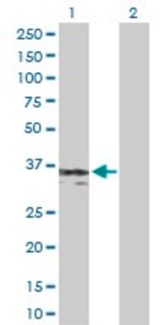 Anti-SGCG antibody produced in rabbit purified immunoglobulin, buffered aqueous solution