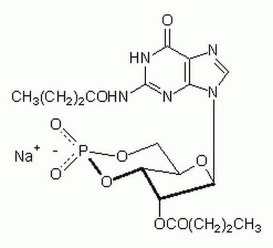 Guanosine 3&#8242;,5&#8242;-cyclic Monophosphate, N&#178;,2&#8242;-O-Dibutyryl-, Sodium Salt Cell-permeable cGMP analog that preferentially activates protein kinase G.