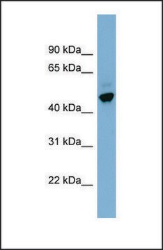 Anti-ONECUT2 antibody produced in rabbit affinity isolated antibody