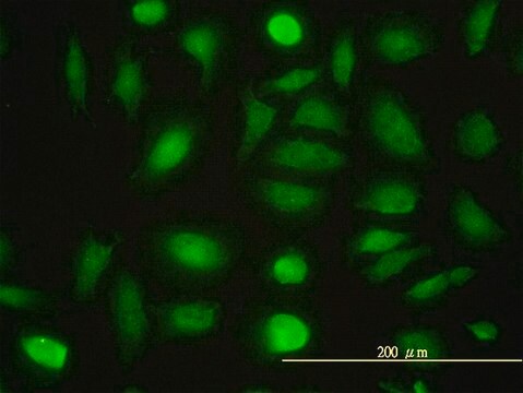 Monoclonal Anti-NPEPL1 antibody produced in mouse clone 3F8-1A6, purified immunoglobulin, buffered aqueous solution