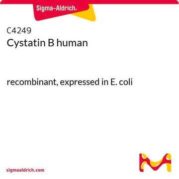 Cystatin B human recombinant, expressed in E. coli