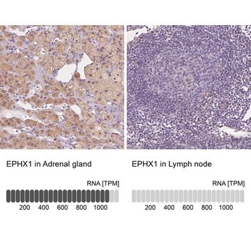 Anti-EPHX1 antibody produced in rabbit Prestige Antibodies&#174; Powered by Atlas Antibodies, affinity isolated antibody, buffered aqueous glycerol solution