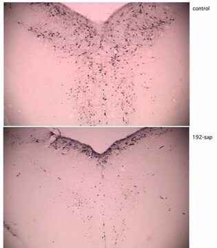 Anti-p75 LNGFR Antibody, Saporin conjugated, clone 192 clone 192, Chemicon&#174;, from mouse