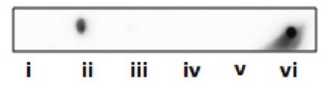 Anti-Phosphohistidine (pHis) from rabbit, purified by affinity chromatography