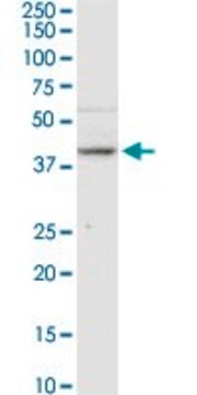 Anti-B3GNT3 antibody produced in rabbit purified immunoglobulin, buffered aqueous solution