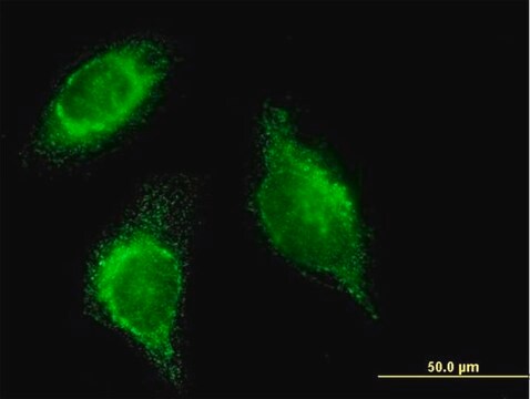 Monoclonal Anti-SFTPD antibody produced in mouse clone 2C10, purified immunoglobulin, buffered aqueous solution