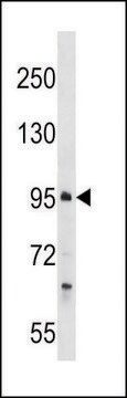 ANTI-PROSER1 (N-TERM) antibody produced in rabbit IgG fraction of antiserum, buffered aqueous solution