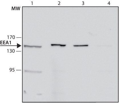 Anti-EEA1 antibody, Mouse monoclonal clone EEA1-N19, purified from hybridoma cell culture