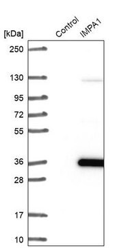 Anti-IMPA1 antibody produced in rabbit Prestige Antibodies&#174; Powered by Atlas Antibodies, affinity isolated antibody, buffered aqueous glycerol solution