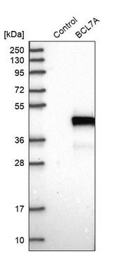 Anti-BCL7A antibody produced in rabbit Prestige Antibodies&#174; Powered by Atlas Antibodies, affinity isolated antibody, buffered aqueous glycerol solution