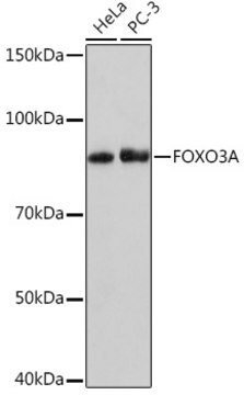 Anti-FOXO3A Antibody, clone 8B9X5, Rabbit Monoclonal