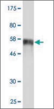 Monoclonal Anti-SIX2 antibody produced in mouse clone 1G11, purified immunoglobulin, buffered aqueous solution