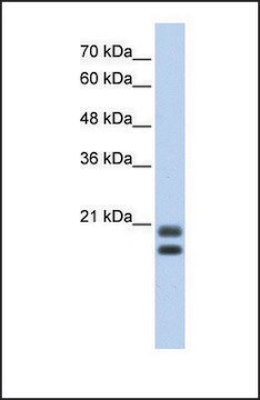 Anti-SRGN antibody produced in rabbit affinity isolated antibody