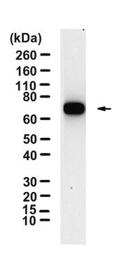 Anti-PLK1 Antibody, clone 1F2 ZooMAb&#174; Rabbit Monoclonal recombinant, expressed in HEK 293 cells