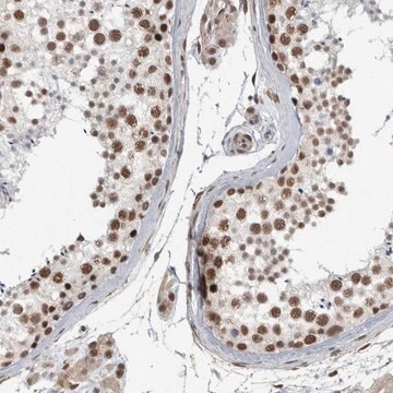 Anti-DDX42 antibody produced in rabbit Prestige Antibodies&#174; Powered by Atlas Antibodies, affinity isolated antibody, buffered aqueous glycerol solution, Ab1