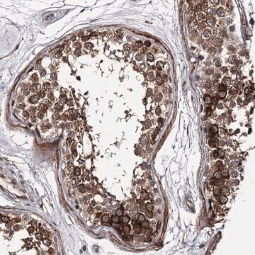 Anti-CWF19L2 antibody produced in rabbit Prestige Antibodies&#174; Powered by Atlas Antibodies, affinity isolated antibody, buffered aqueous glycerol solution