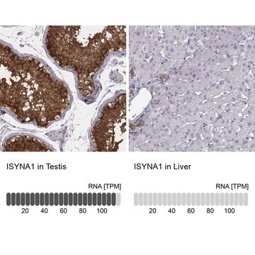 Anti-ISYNA1 antibody produced in rabbit Prestige Antibodies&#174; Powered by Atlas Antibodies, affinity isolated antibody, buffered aqueous glycerol solution