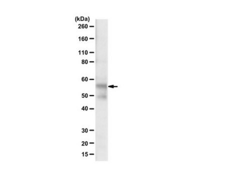 Anti-Tau (TauC4 Antibody, 354-369) serum, from rabbit