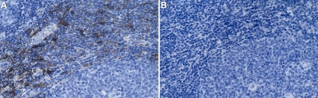 Anti-Siglec1/CD169 Antibody, clone 1O8 ZooMAb&#174; Rabbit Monoclonal recombinant, expressed in HEK 293 cells