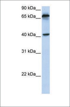 Anti-MICA antibody produced in rabbit affinity isolated antibody