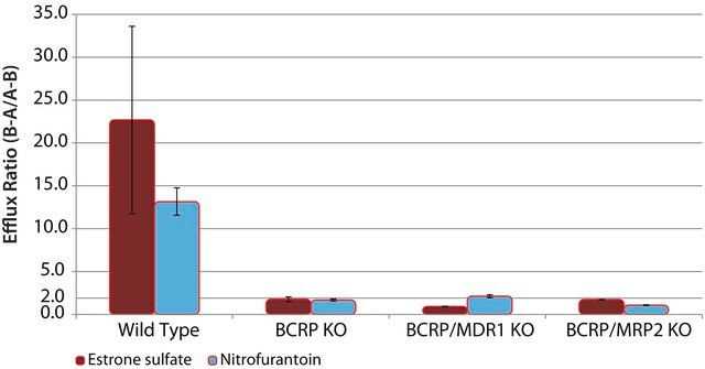 BCRP Knockout Caco-2 Cells one assay ready, 24 well plate